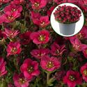 Afbeelding van Saxifraga P10.5 Red